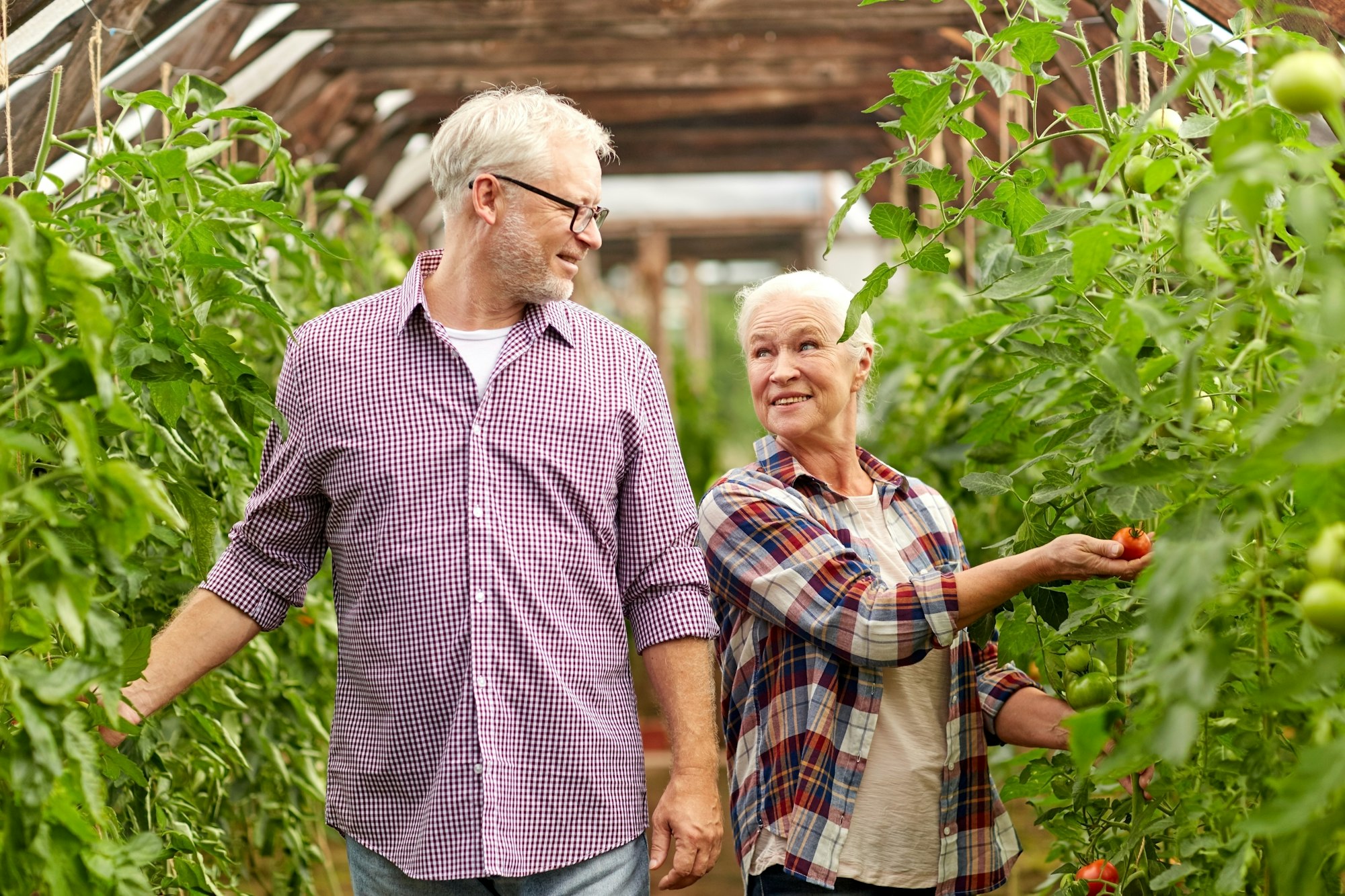 old couple picking tomatoes up at farm greenhouse